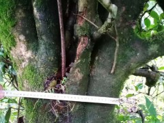 樹(shù)齡100多年，地徑20-30公分，冠幅3-6米 出售古茶樹(shù)圖1