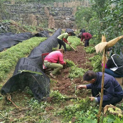 三葉青銷售基地_三葉青聯系廠家