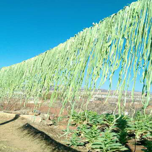 楚雄貢菜收購價(jià)格_貢菜多少錢一斤