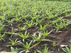 貢茶銷售基地_貢菜成品包回收圖2
