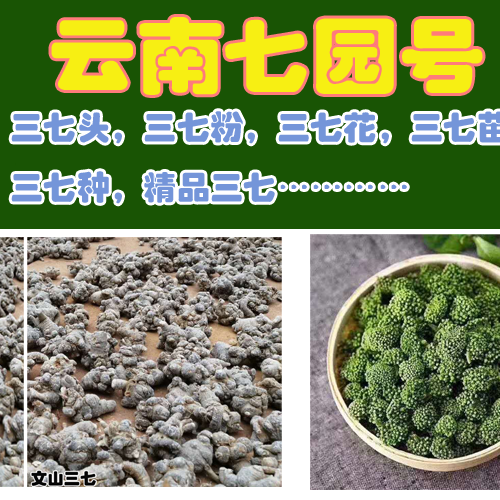 三七批發直銷點_三七零售價格怎么樣
