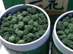 三七花|云南普洱市 三七花銷售批發價格圖2