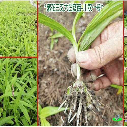 三叉白芨組培苗#紫花白芨種#云南農業科技有限公司