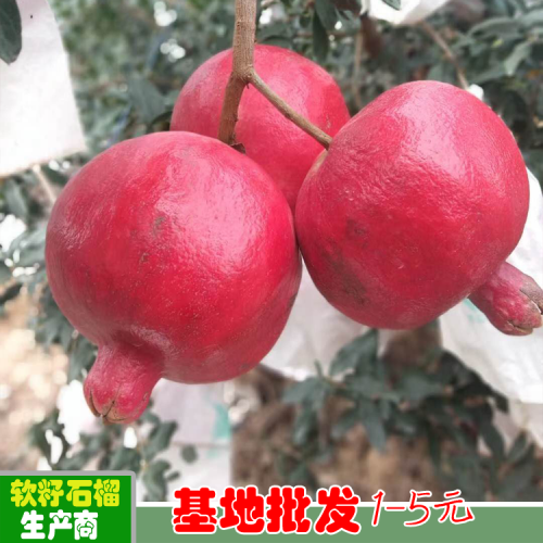 軟件石榴苗木標準苗高0.8CM以上多少錢？