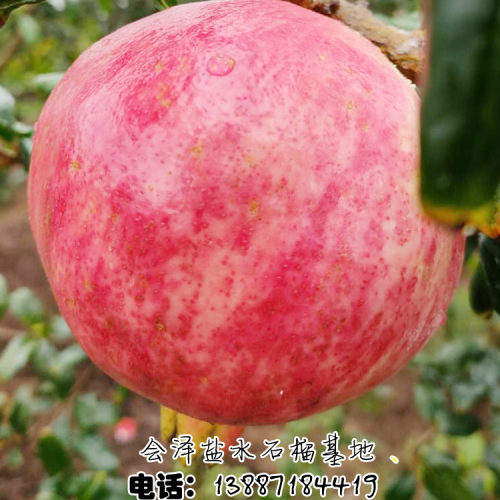 全國農產品地理標志，鹽水石榴特點
