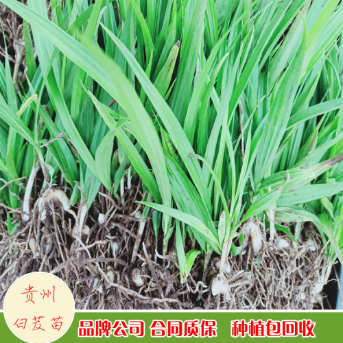 現(xiàn)在白芨小苗多少錢一株？白芨市場(chǎng)行情怎么樣？