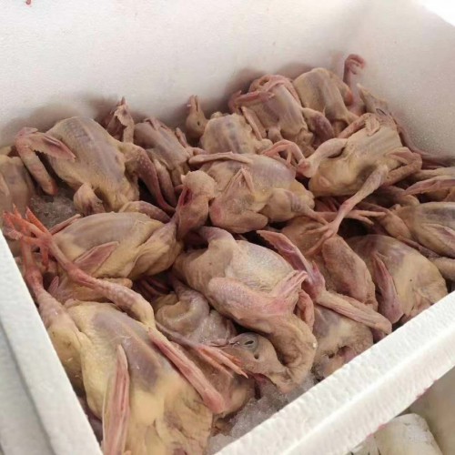 肉鴿批發(fā)市場 河南濮陽肉鴿多少錢一只？（附圖）