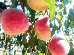 德宏哪里有冬桃銷售_冬桃豐產(chǎn)種植技術(shù)