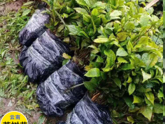 茶樹苗_云南茶樹苗對光照的要求圖3