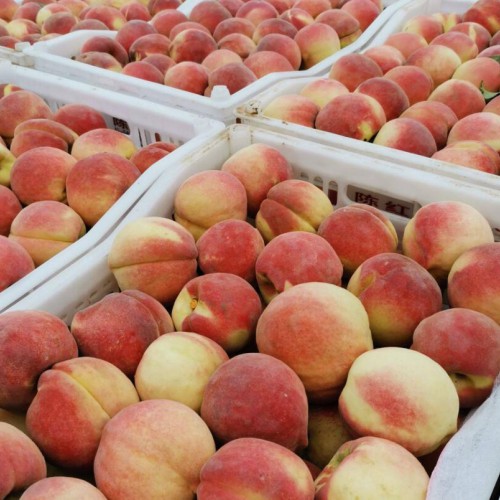 宜良太陽紅桃批發基地_太陽紅桃直銷廠家