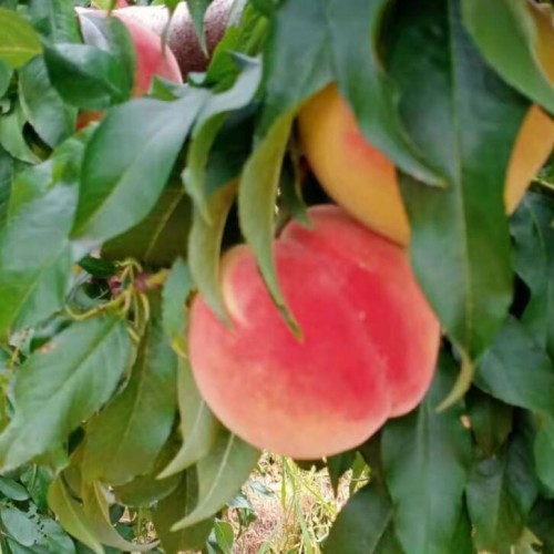 騰沖太陽紅桃多少錢一棵苗_太陽紅桃幾月可以上市