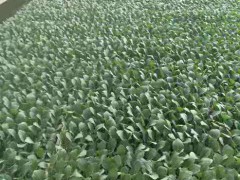 京白菜苗種子多少錢一斤？種什么品種的高產？圖3