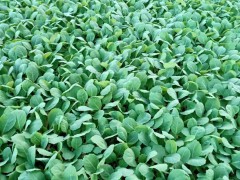 紅河萵筍苗產(chǎn)地在哪里_萵筍苗批發(fā)多少錢一斤？圖2