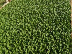 紅河萵筍苗產(chǎn)地在哪里_萵筍苗批發(fā)多少錢一斤？圖3