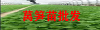 曲靖萵筍苗價格批發_萵筍苗多少錢一棵？