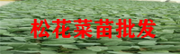 大理松花菜苗批發戶_松花菜苗哪里有賣？
