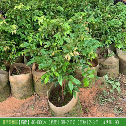 麗江（云南）種植嘉寶果樹  麗江有人種嘉寶果嗎？