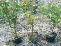 嘉寶果7年苗 嘉寶果種苗哪里有？嘉寶果苗6年多少錢(qián)？圖2