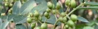 花椒50畝需要投資多少錢