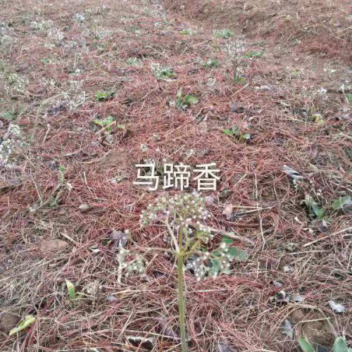什么是蜘蛛香_呈什么樣,適合種植條件區域