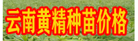 黃精種苗云南楚雄市場價格