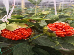 滇重樓種植技術 滇黃精、白芨、食用菌圖2