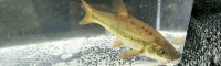 現(xiàn)在青魚苗價格是多少錢？一年能長多大？吃什么食物？