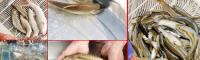 羅非魚苗價格多少錢？一畝投放多少條？如何養(yǎng)殖？
