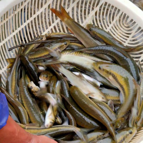 2019*.1.2云南鯉魚(yú)價(jià)格行情批發(fā)