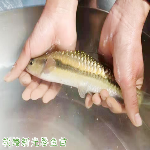 軟鰭新光唇魚苗 云南軟鰭新光唇魚苗銷售價格 會澤滇澤水產