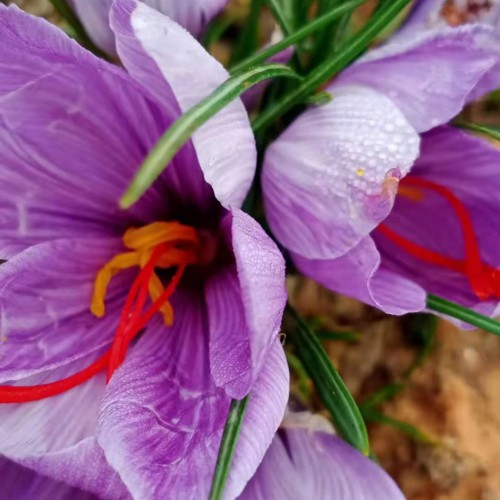 云南楚雄紅花 楚雄紅花黃精種植基地