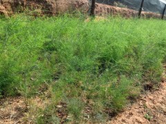 天冬種植一畝可以賺多少錢圖1