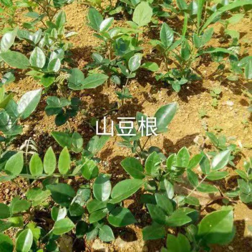 山豆根用途多，經(jīng)濟(jì)效益不錯(cuò)，這樣種植才正確