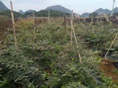 山豆根用途多，經濟效益不錯，這樣種植才正確圖3