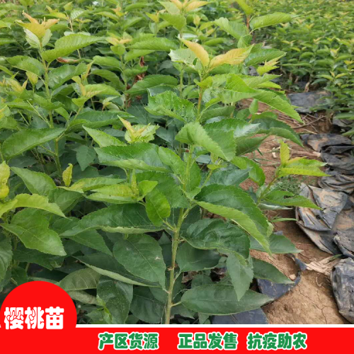 岱紅櫻桃苗、先鋒櫻桃苗、黑珍珠櫻桃苗介紹