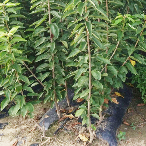 云南矮化大櫻桃樹產(chǎn)量是多少呢？昆明櫻桃樹苗是多少價格？