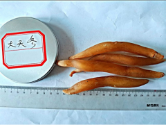 供應(yīng)天冬、天冬苗——供應(yīng)天冬批發(fā)價(jià)格，市場價(jià)格圖2