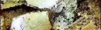 保山蜂蜜多少錢(qián)一斤|云南酸蜂蜜多少錢(qián)一斤|