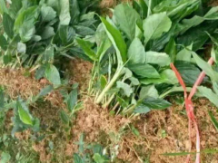云南二年生草果苗圖片（價(jià)格）圖3