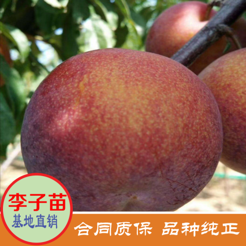 三華李一般什么時候開花？兩年可開花結(jié)果？種4畝要項目投資要多少錢？附栽培技術(shù)