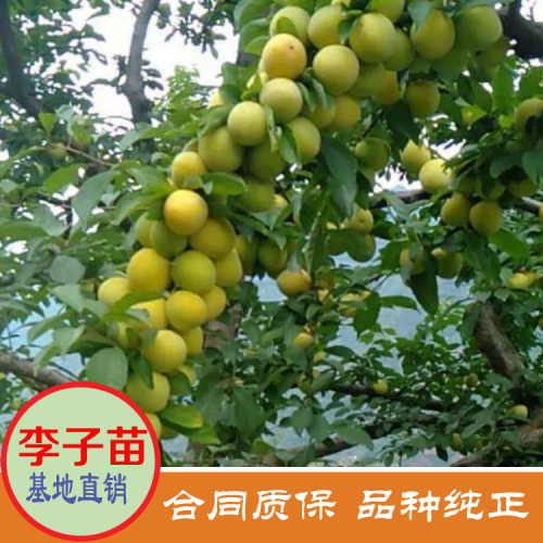 夏天果王“三華李”價錢多少錢一斤？栽種兩年可開花結(jié)果？栽種市場前景怎樣？