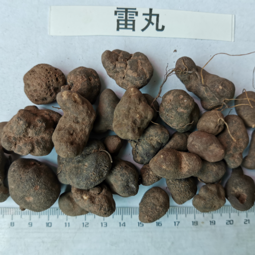 哪里的雷丸好。雷丸怎么吃