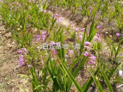 簡介：