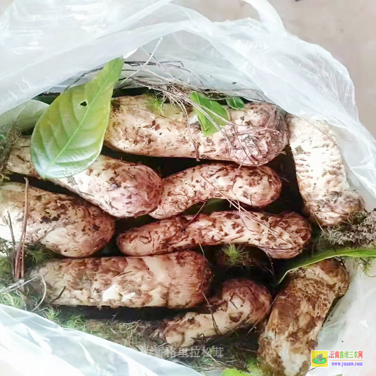 四川云南松茸只發順豐 香格里拉哪里買松茸 12公分以上松茸市場價格