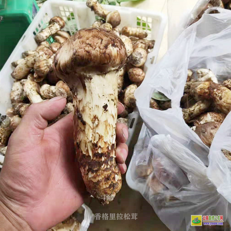 云南云南松茸只發(fā)順豐 香格里拉松茸價格 12公分以上松茸市場價格