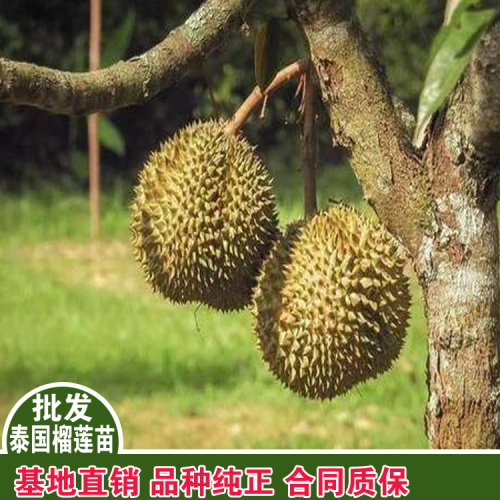 泰國榴蓮蜜苗圖片泰國榴蓮蜜苗批發榴蓮菠蘿蜜苗哪里買