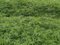 青花椒苗 
