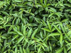 青花椒苗 