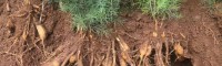 賀州南寧天冬苗中藥材種植基地 玉林天冬苗場地 天冬的苗圖片