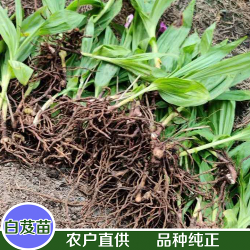 云南白芨種苗網(wǎng)-白芨種苗出銷售,免費技術(shù)指導(dǎo)
